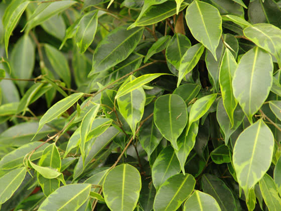 hojas amarillas en árbol de ficus danielle