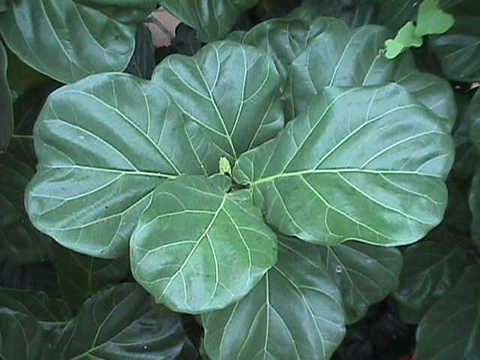 hojas del ficus lira